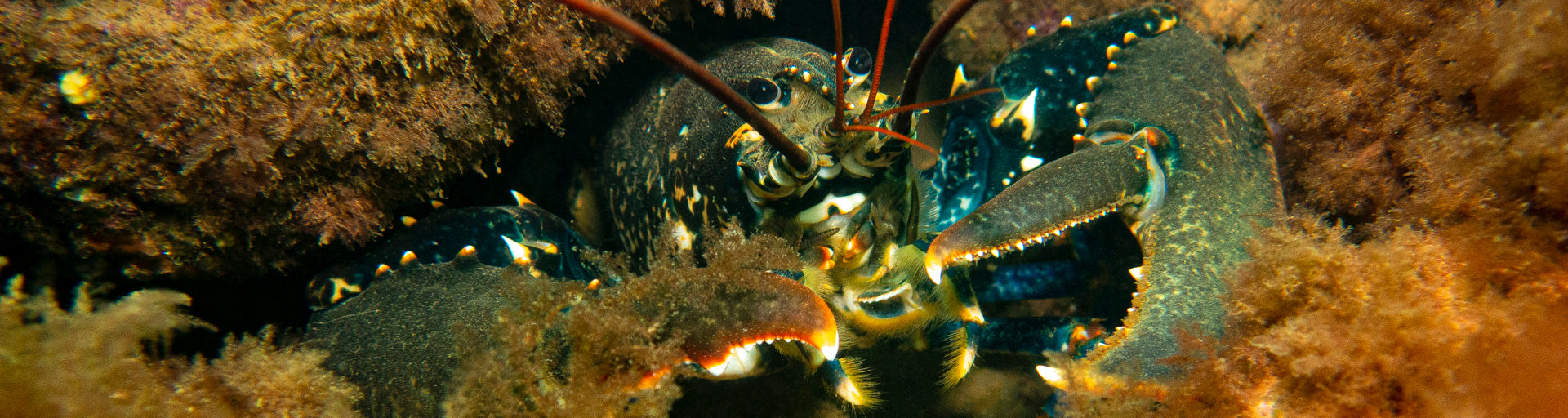 Lobster (Homarus gammarus) hiding within the shallows.