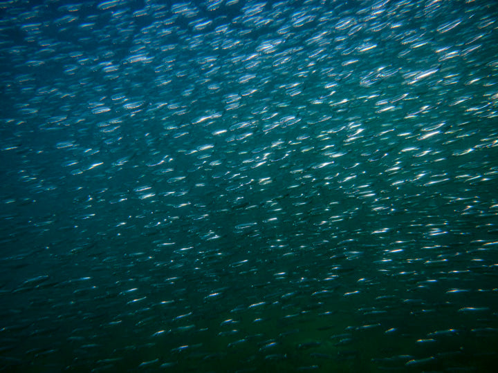 A school of thousands of European pilchards (Sardina pilchards).