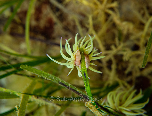 Snakelocks anemone (Anemonia viridis) attached to a blade of seagrass (Zostera spp.).