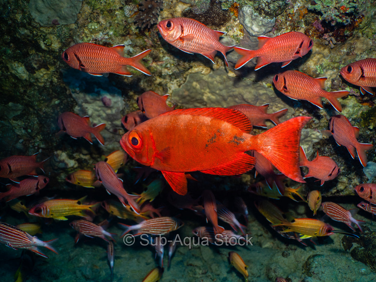 Lunar-tailed bigeye fish (Priacanthus hamrur) surrounded by red soldierfish (Myripristis murdjan).