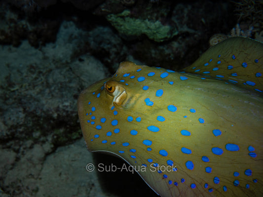 A bluespotted ribbontail stingray (Taeniura lymma) hunting at dusk.