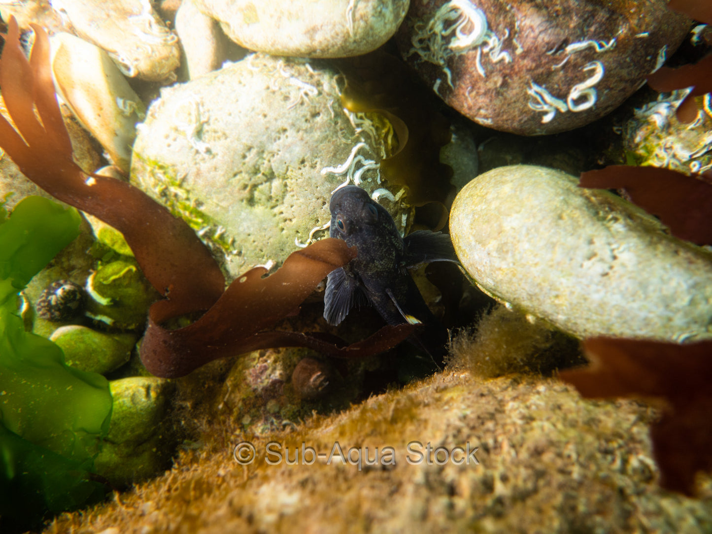 Common blenny (Lipophrys pholis) in a rock pool.