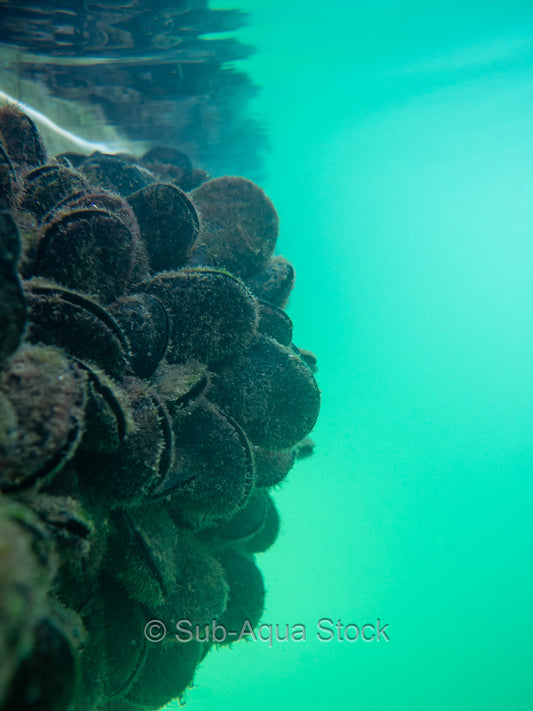 A blue mussel (Mytilus edulis) colony adhered to a pontoon in Lagos, Portugal.