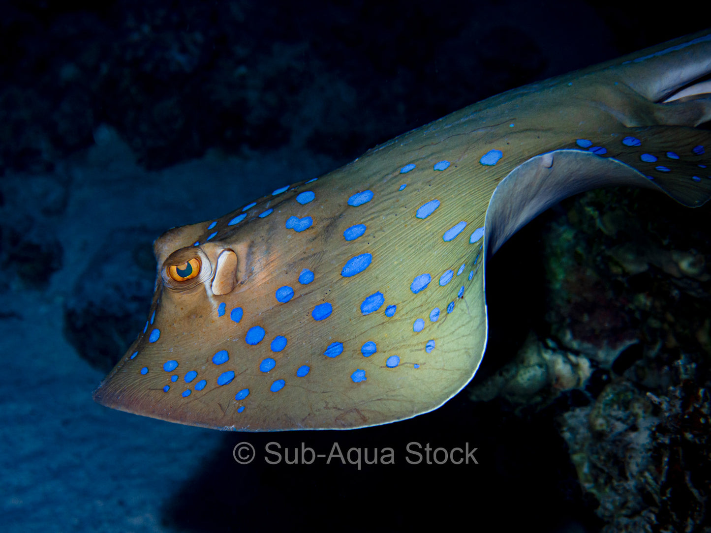 Bioluminscence of a bluespotted ribbontail stingray (Taeniura lymma).