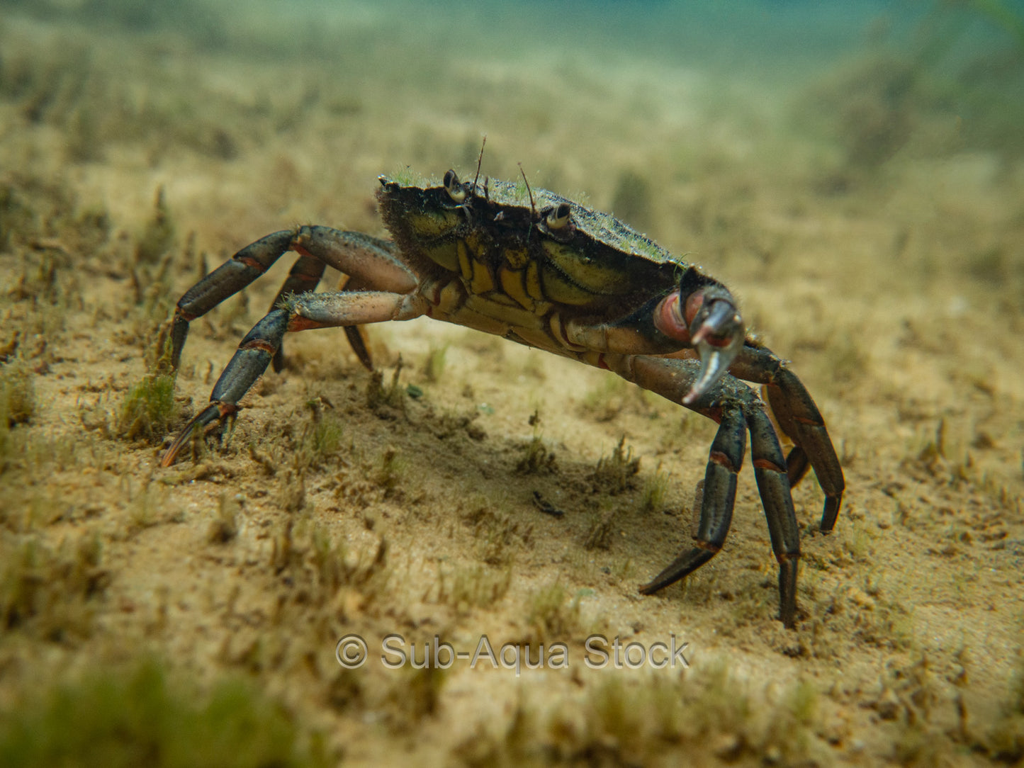 Common shore crab (Carcinus maenas) with one claw on sandy seabed.