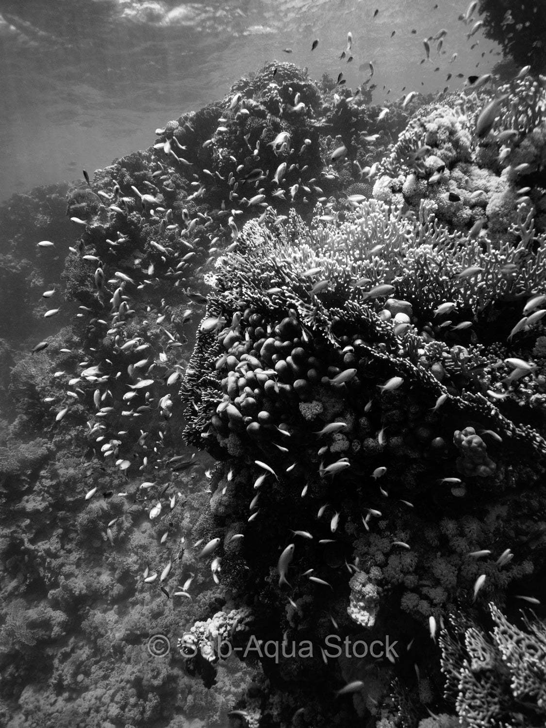 Coral head in the Red Sea surrounded by anthias fish.