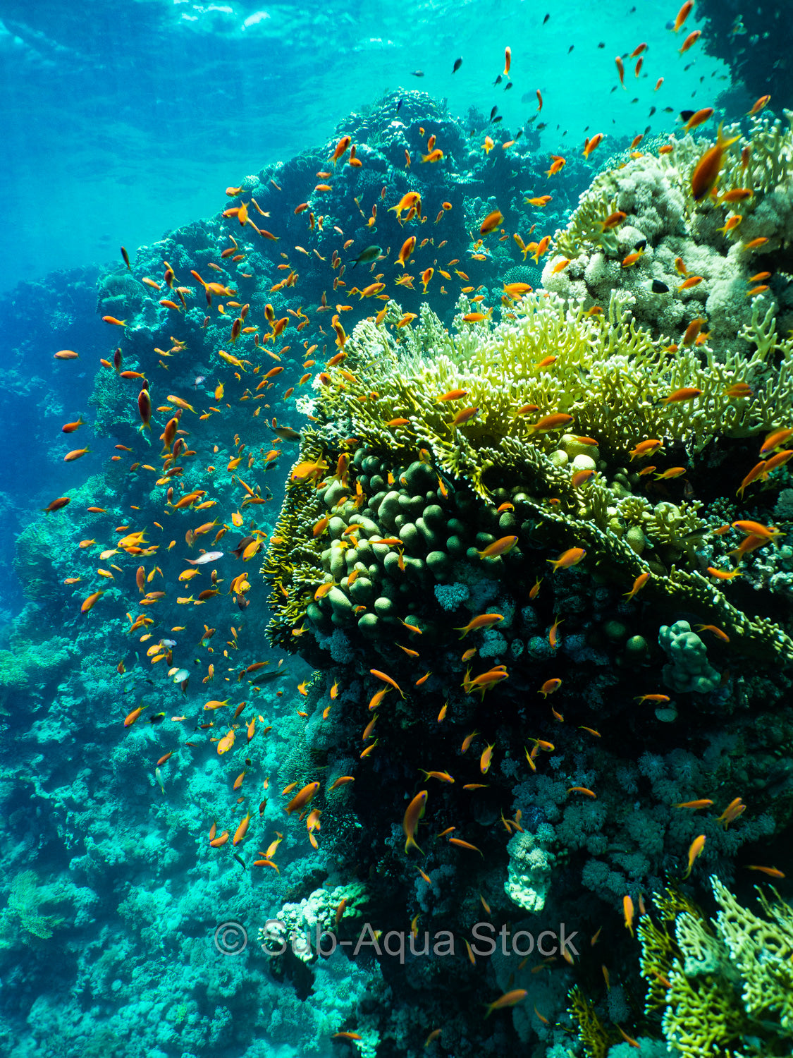 A colourful coral head surrounded by orange anthias fish.
