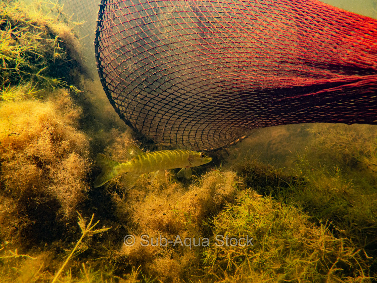 aqua fishing net fyke-net-pike-freshwater – Sub-Aqua Stock