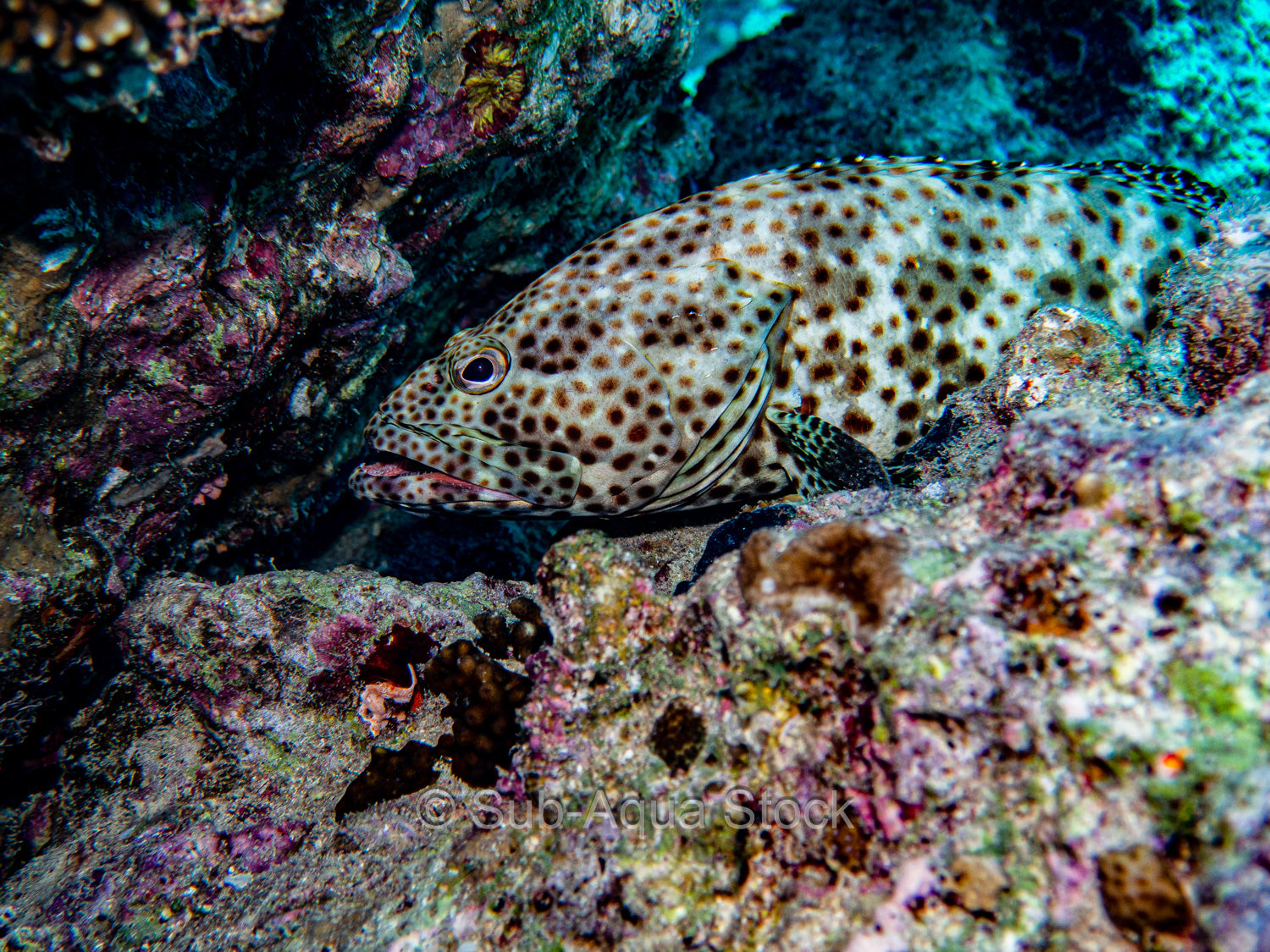 A greasy grouper (Epinephelus tauvina) in the Red Sea, Egypt.