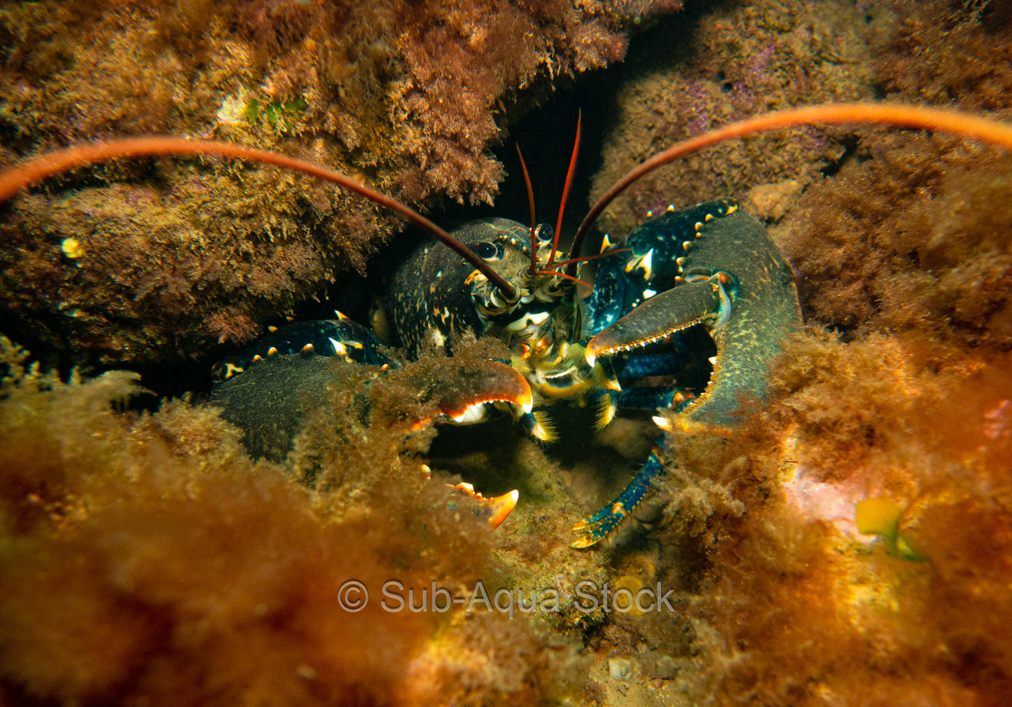 Lobster (Homarus gammarus) hiding within the shallows.