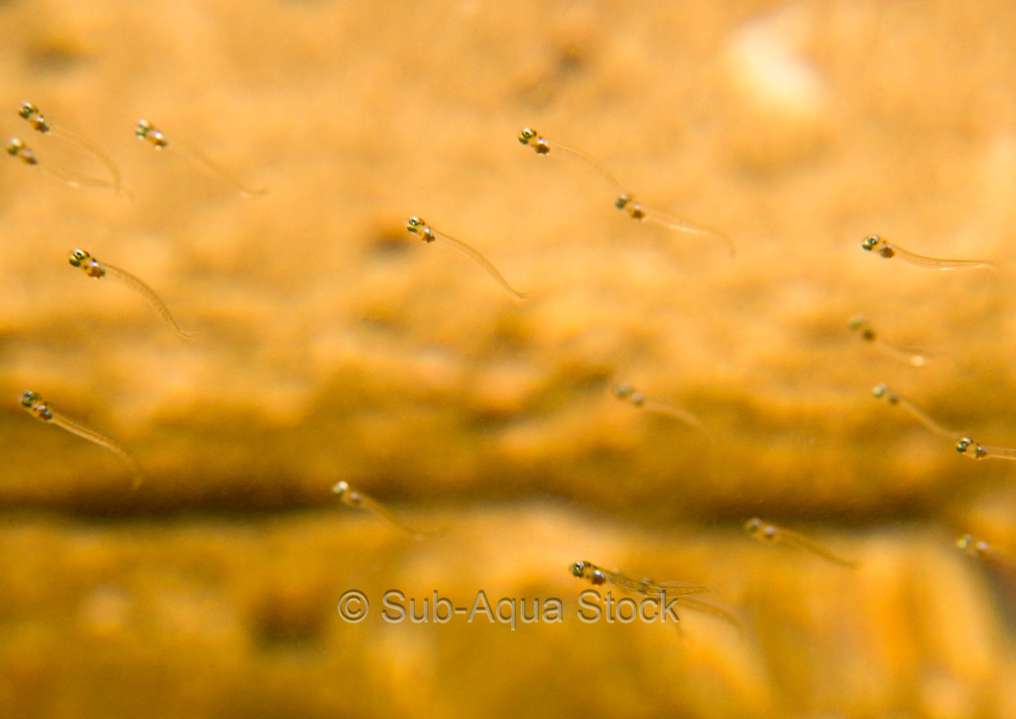 Larval fish with yolk sacs schooling together.