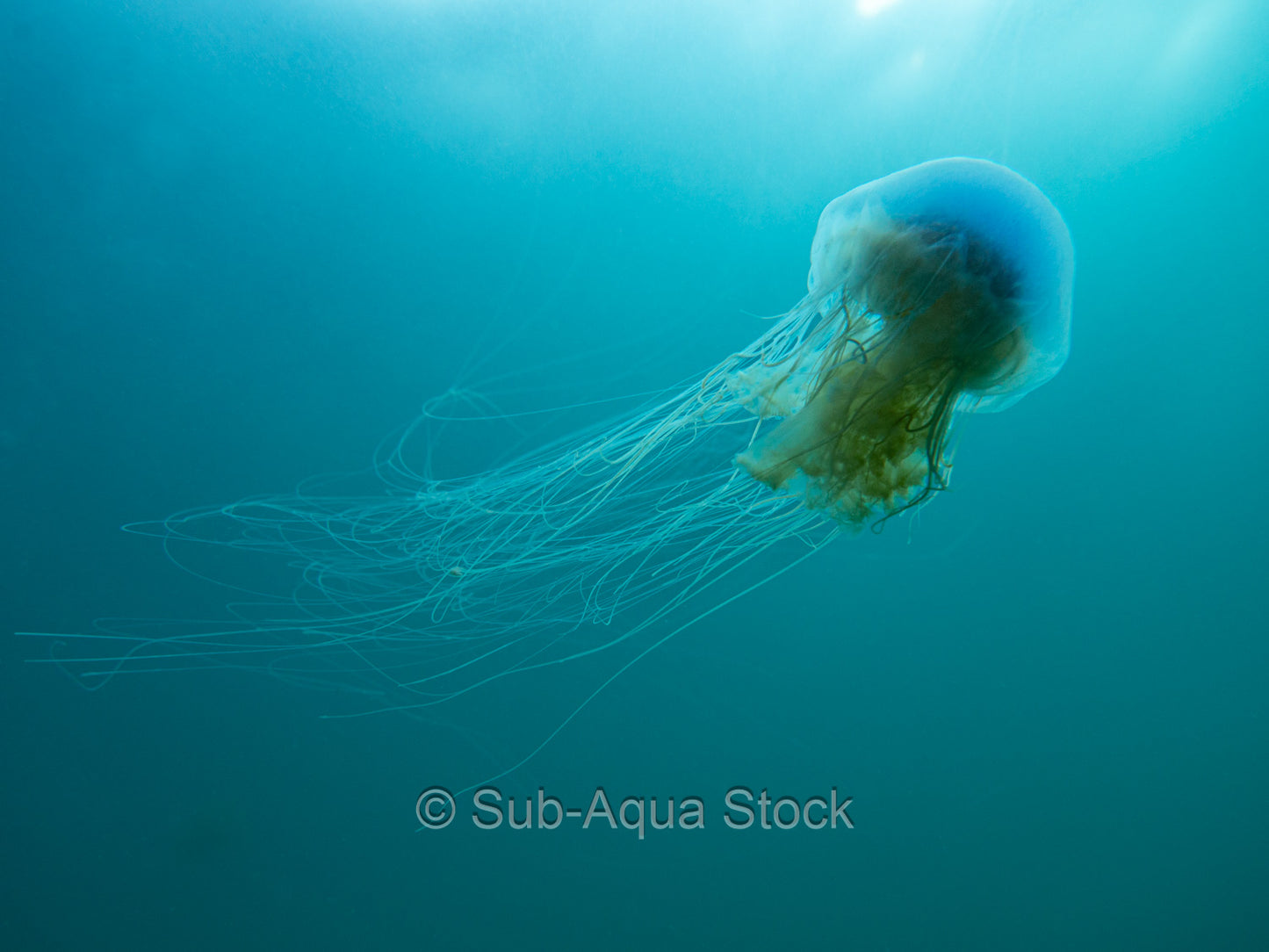 Lion's mane jellyfish (Cyanea capillata).