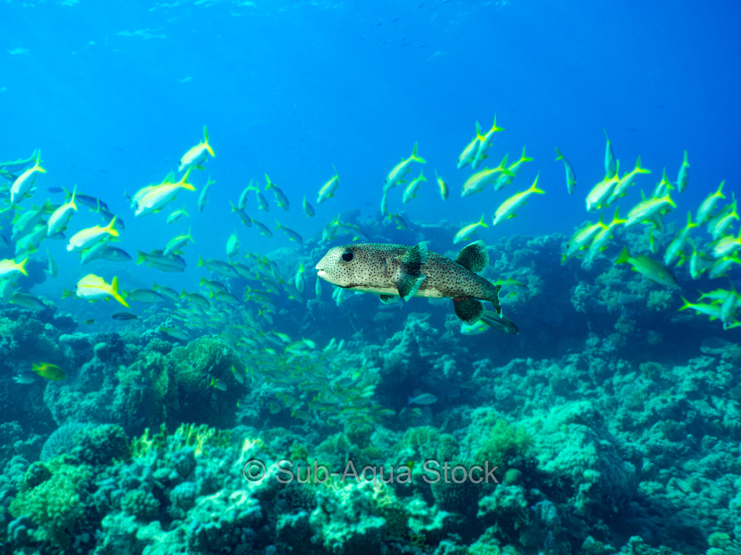 A porcupinefish (Diodon hystrix) surrounded by a swathe of yellowstripe goatfish (Mulloides vanicolensis).