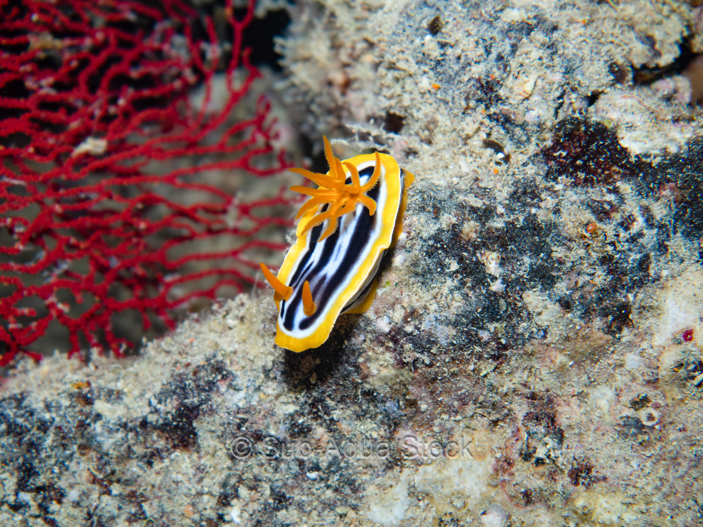 A pyjama nudibranch (Chromodoris quadricolor) and red sponge.