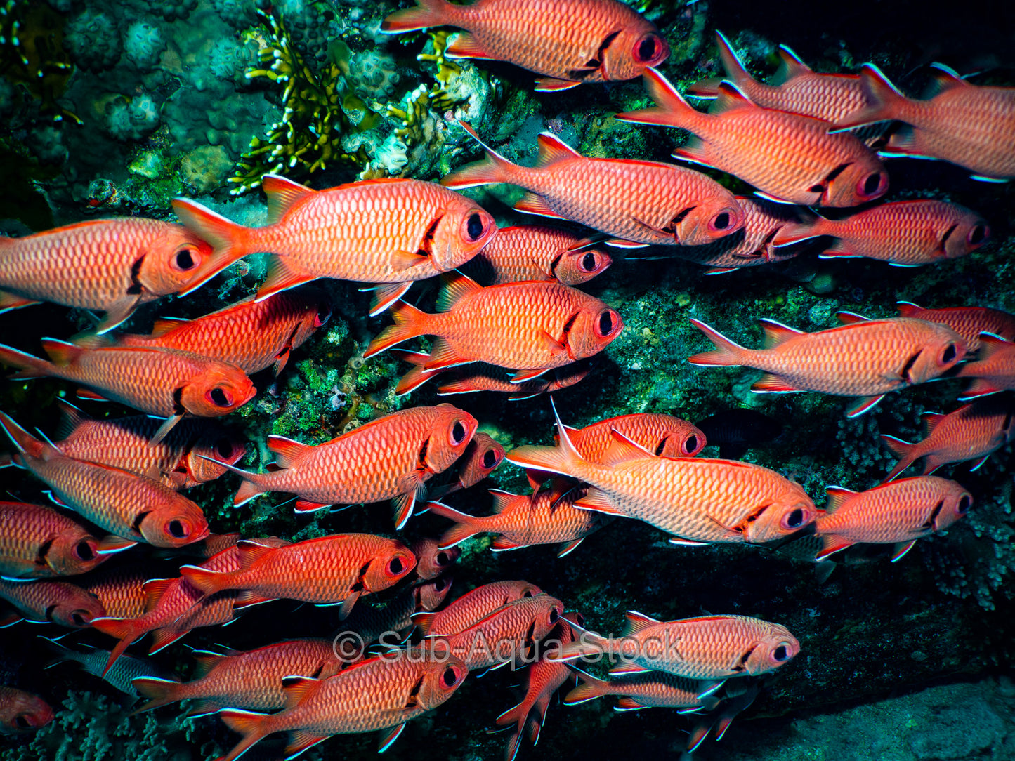 A school of red soldierfish (Myripristis murdjan) sheltering beneath a wreck.