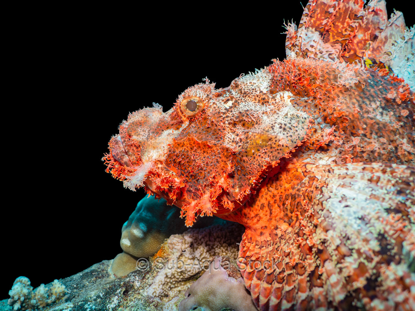 Tasseled scorpionfish (Scorpaenopsis oxycephala) displaying its venomous fins.