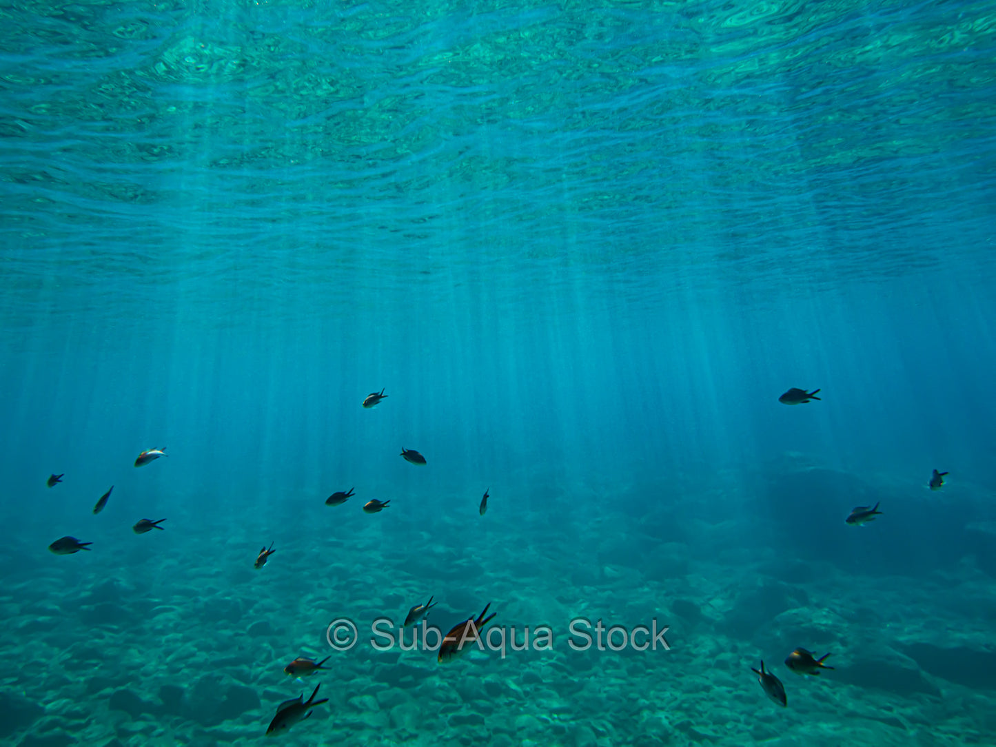 Shoal of Mediterranean damselfish (Chromis chromis).