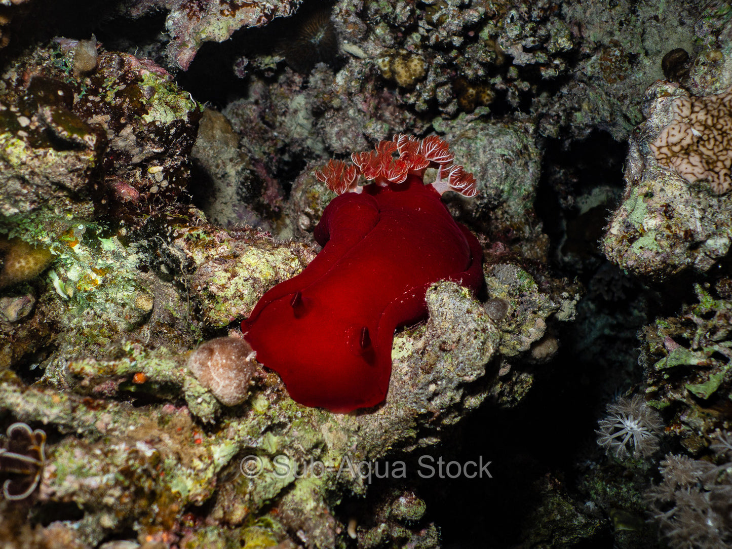 A large red Spanish dancer (Hexabranchus sanguineus) sea slug in the Red Sea, Egypt.