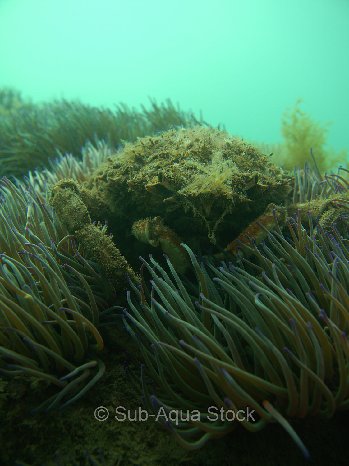 Spider crab (Maja squinado) hides amongst snakelocks anemones (Anemonia viridis).