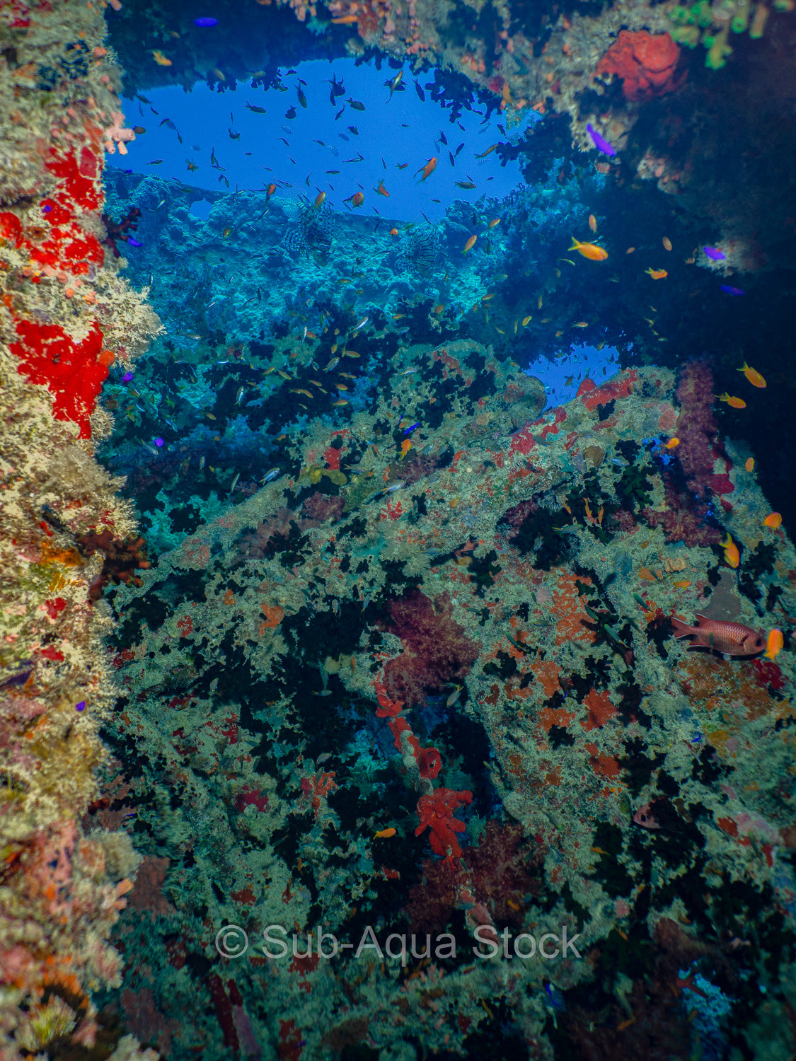 The wreck remains of the SS Thistlegorm providing cover for marine life.