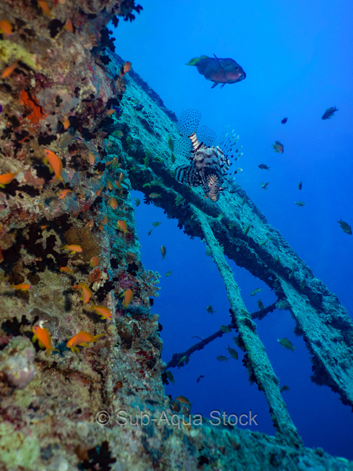 Red lionfish (Pterois volitans) floats above a shipwreck.