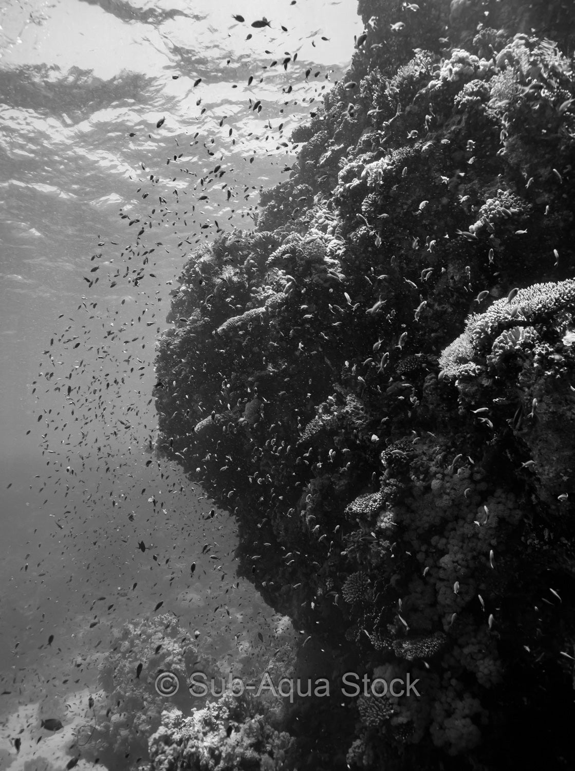 Anthias fish surrounding a coral outcrop in black & white.
