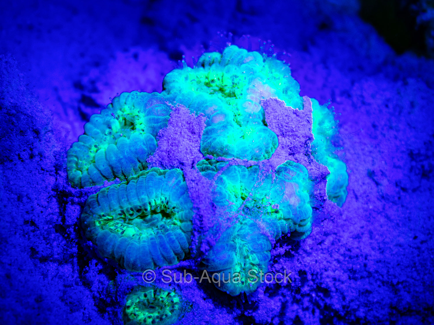 Bioluminescence exhibited by coral polyps at night.
