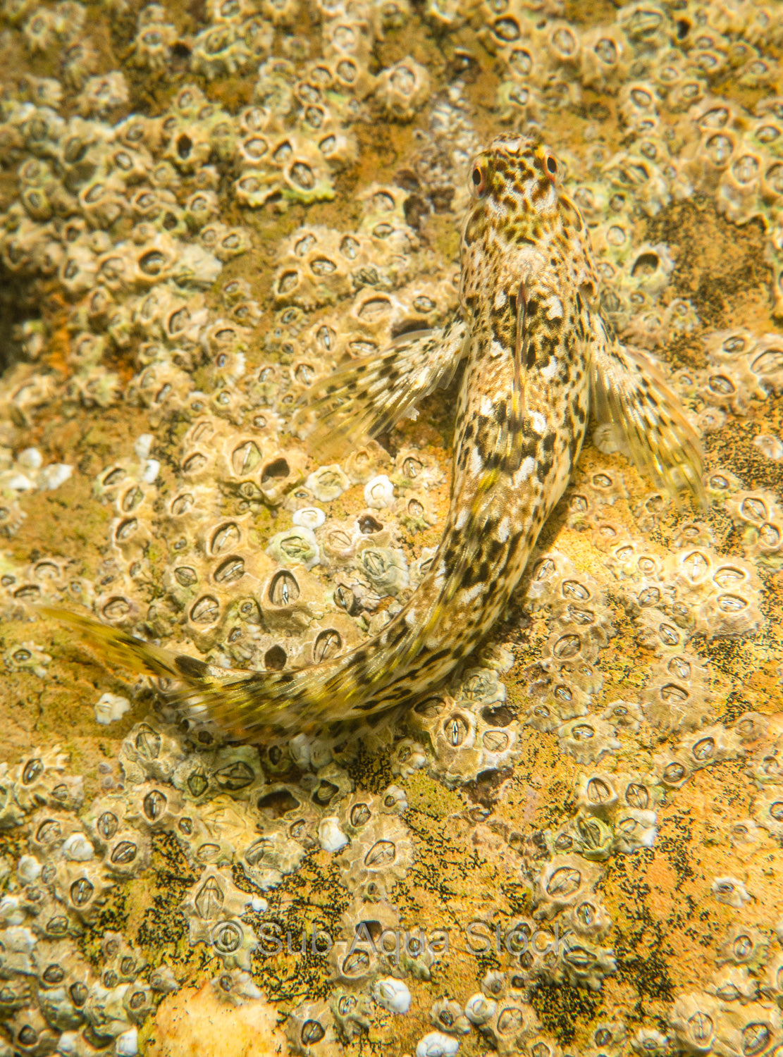 Blenny (Lipophrys pholis) blending in with a barnacle background.