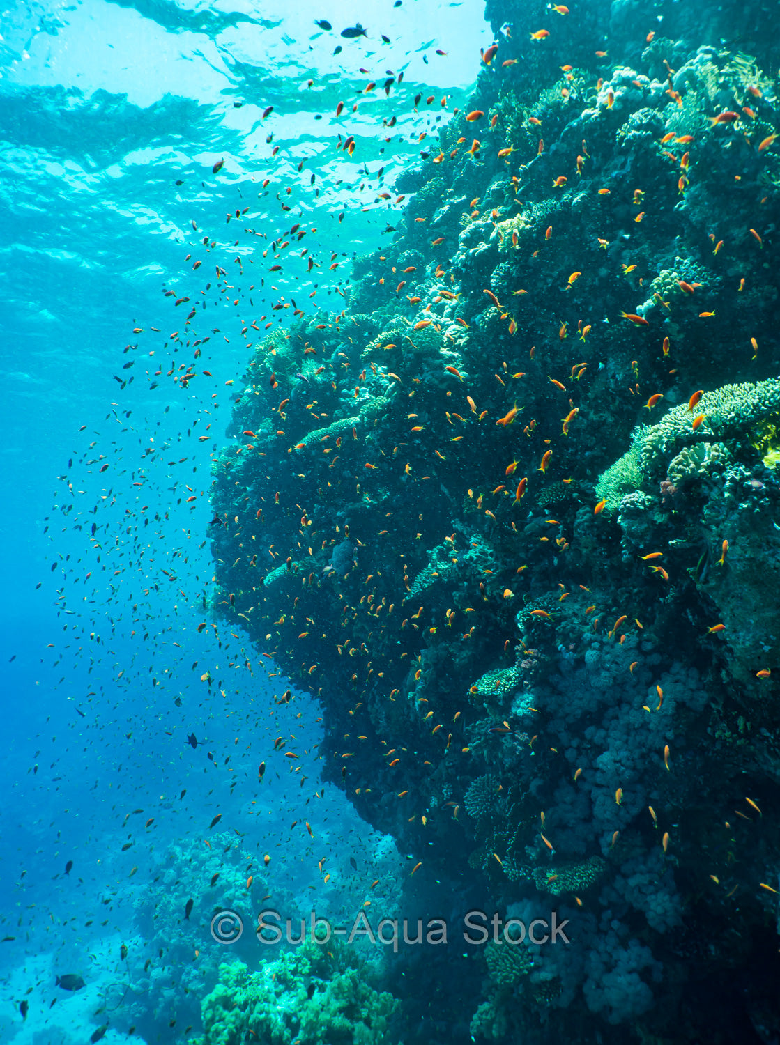 A coral outcrop with shoaling anthias fish at Ras Mohamed National Park.