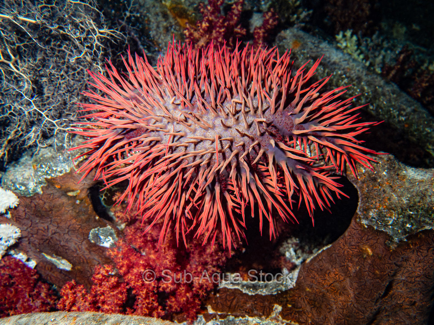 A red coloured crown-of-thorns starfish (Acanthaster planci).