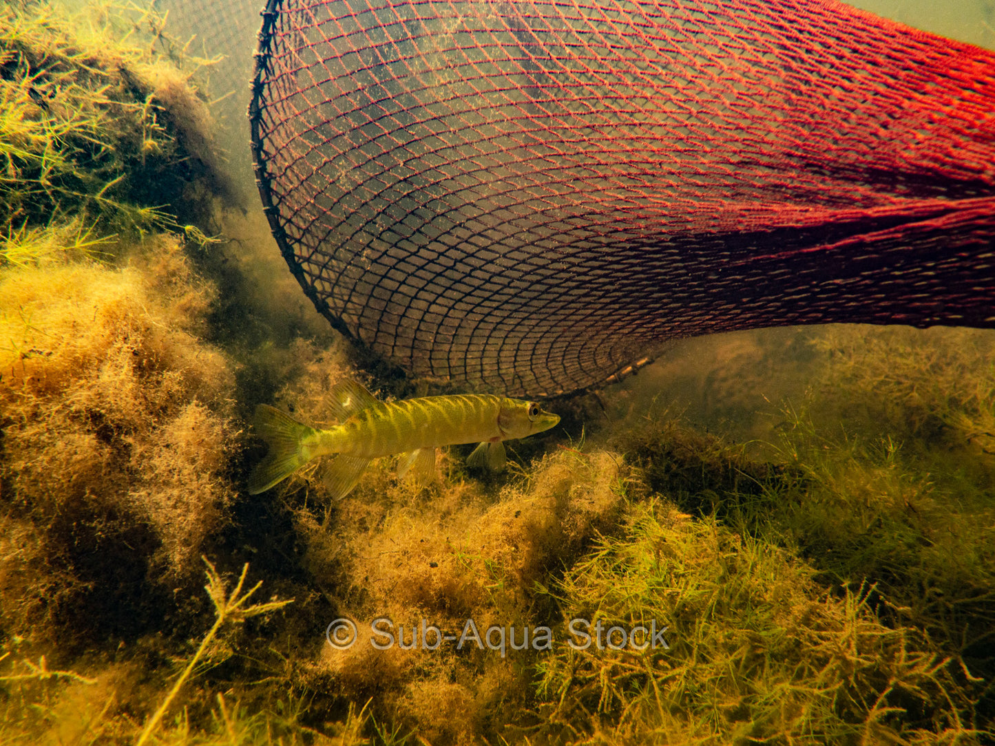 Juvenile northern pike (Esox lucius) outside of a fyke fishing net.