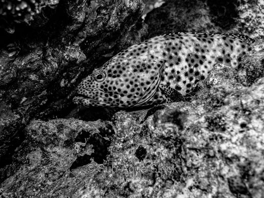 Greasy grouper (Epinephelus tauvina) in black & white.