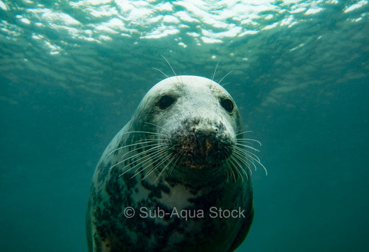 An inquisitive female grey seal (Halichoerus grypus) interacts with a diver.