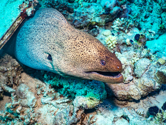 The head of a giant moray eel (Gymnothorax javanicus) on a coral reef.