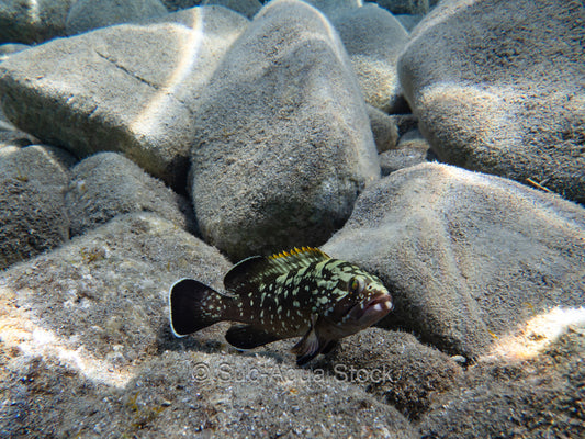 A juvenile dusky grouper (Epinephelus marginatus) in the Mediterranean Sea.