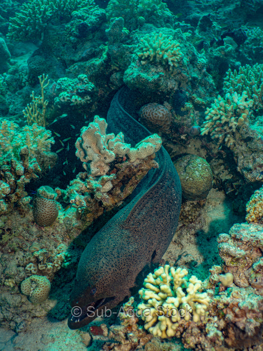 Giant moray eel (Gymnothorax javanicus) stretched out over the reef.