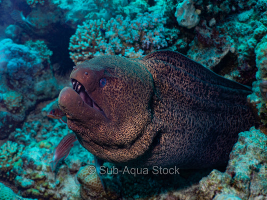 Giant moray eel (Gymnothorax javanicus) tucked within the reef during daylight hours.