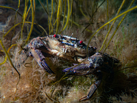Devil or Velvet swimming crab (Necora puber).