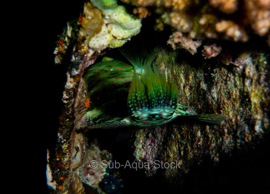 Abudjubbe wrasse (Cheilinus abudjubbe) resting wedged into the hull of a shipwreck.
