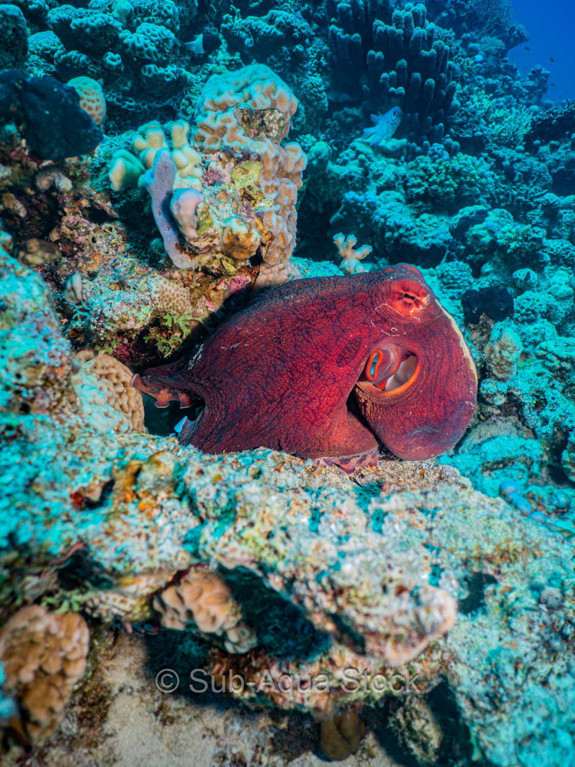 A day octopus (Octopus cyanea) emerges from it's hiding place in the Red Sea.