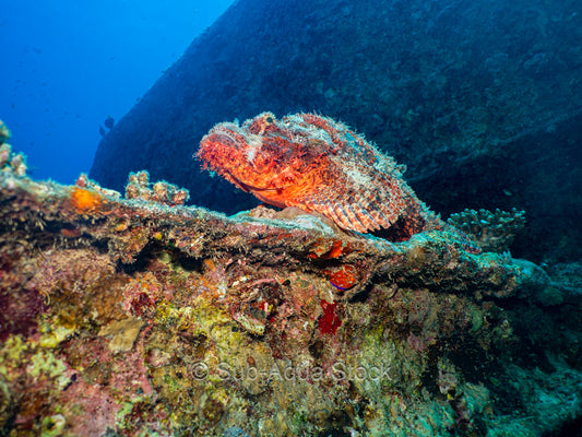 Tasseled scorpionfish (Scorpaenopsis oxycephala) resting on the SS Thistlegorm.